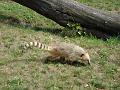 Zoo Cottbus 036